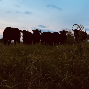 Meet your Posher, Naomi